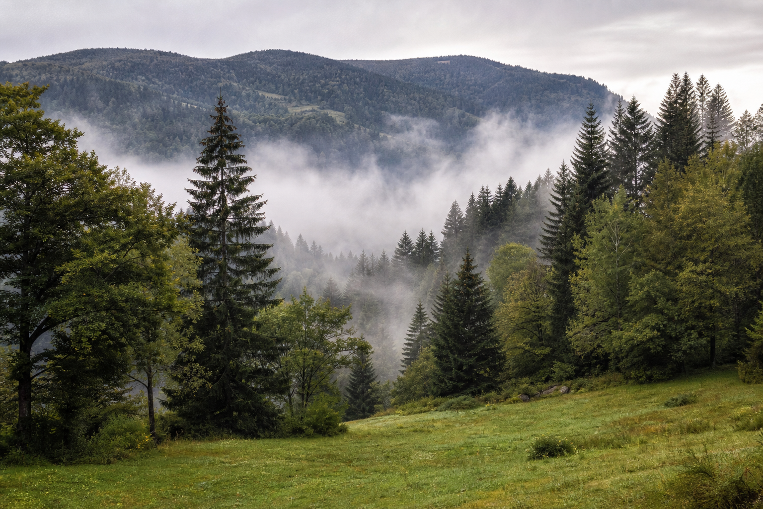 Forêt brumeuse des Hautes Vosges